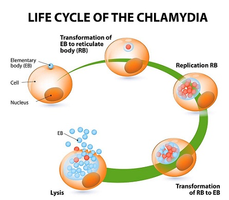 chlamydia life cycle image